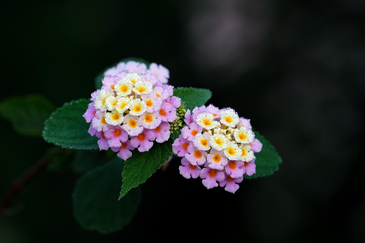 Blog 1